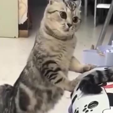 Kittens & Pups Cutest 2021 Try not to Laugh -5