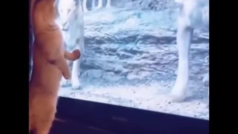 Funny Cat video 😂😂 