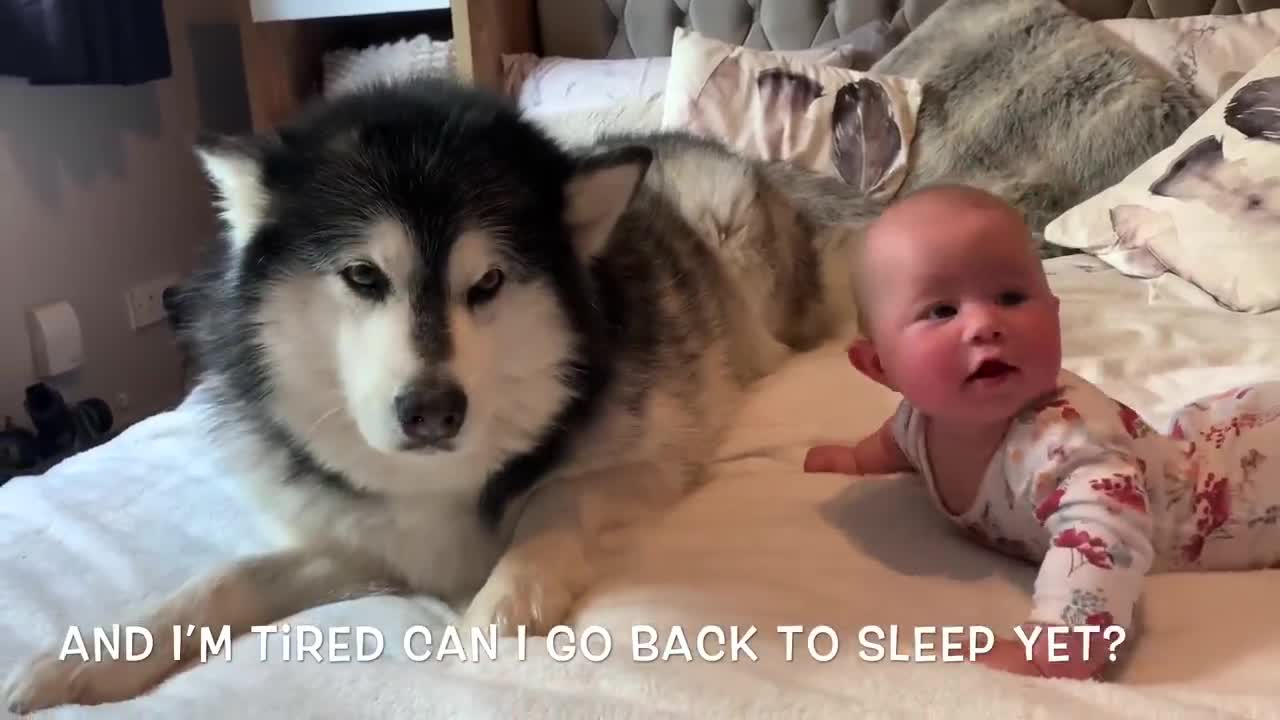 Husky helps a baby to crawl.