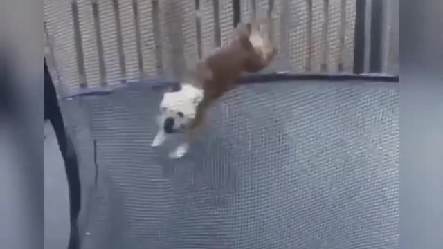 Funniest Dogs and Cats Awasome video