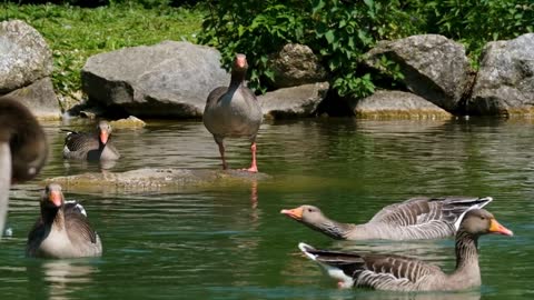 The bird's nature