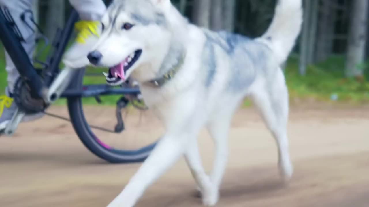 Running dog with bicycle