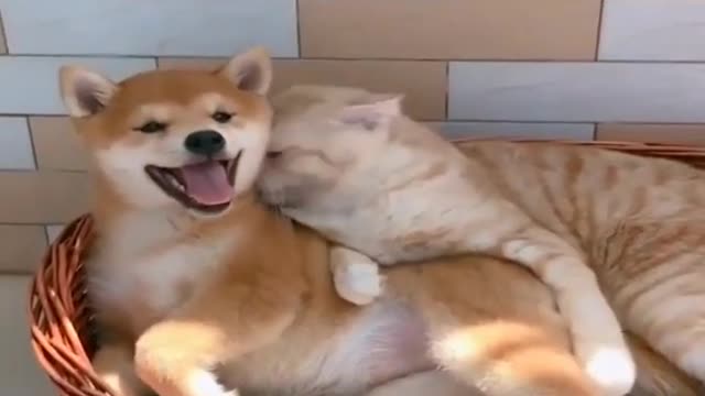 Cat Fell In Love With A Pet Dog And Licked