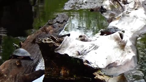 Painted Turtles