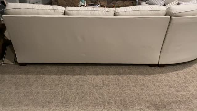 Speedy pup