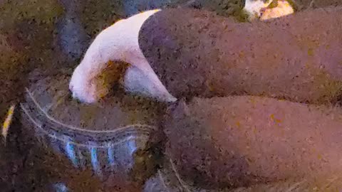Dogo gone crazy