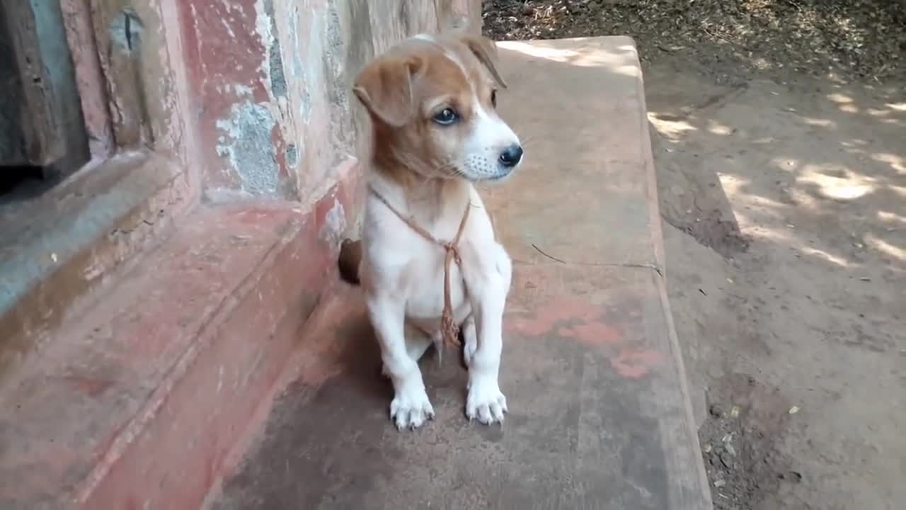 Cute dog