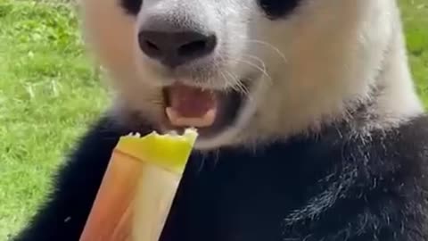 A cute panda who is starving