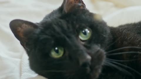Funny Cats and Kittens Meowing Compilation & cat Masti 2021