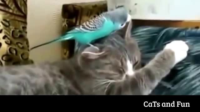 Jokes With Cats - Pet Fun