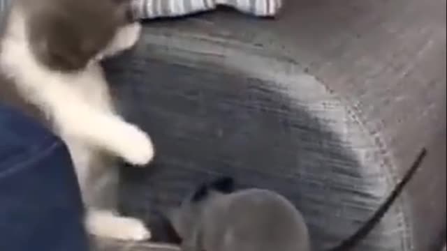 Cutest Try not to Laugh Kittens - Pups - 7