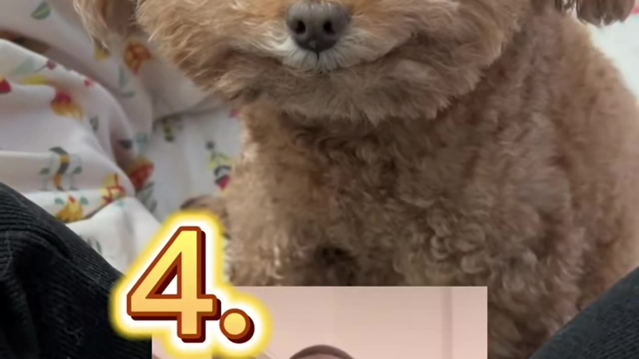 My dog looks like