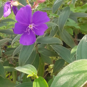 beautiful flowers this month