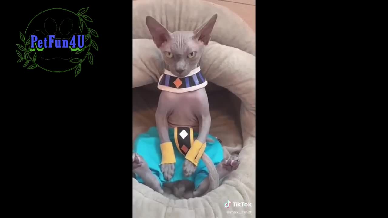 Fighting cat