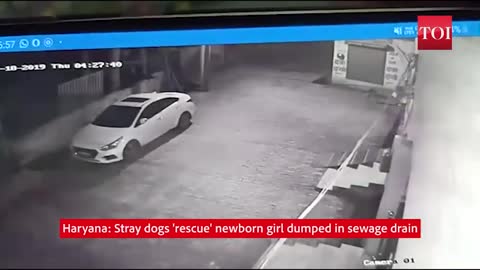 Newborn baby girl gets dumped and rescued by a straydog