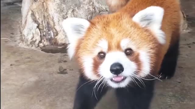 Look at this cute red panda 🐼🐼🐼😍😍😍😍