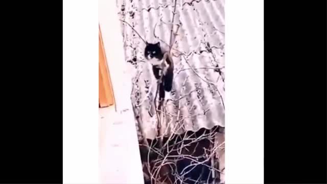 Funniest Animals - Best Of The 2021 Funny Animal