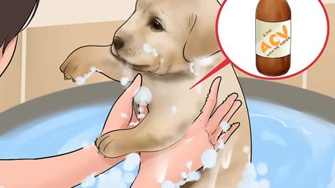 Use Apple Cider Vinegar for Dogs