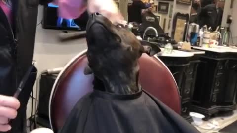 Precious Pup Gets Prettied Up