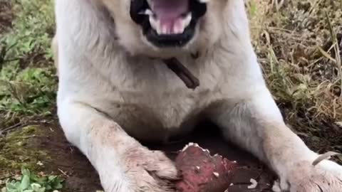 • Golden Retriever | eat a big sweet potato