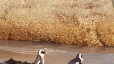 Penguins Walking and Swimming at the Beach