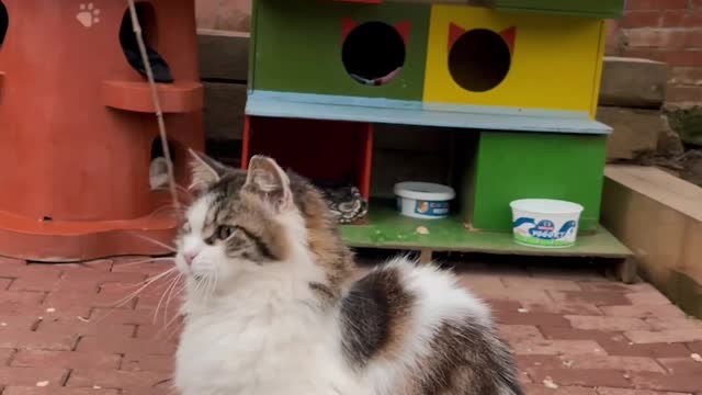 playing-with-a-cat