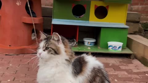 playing-with-a-cat