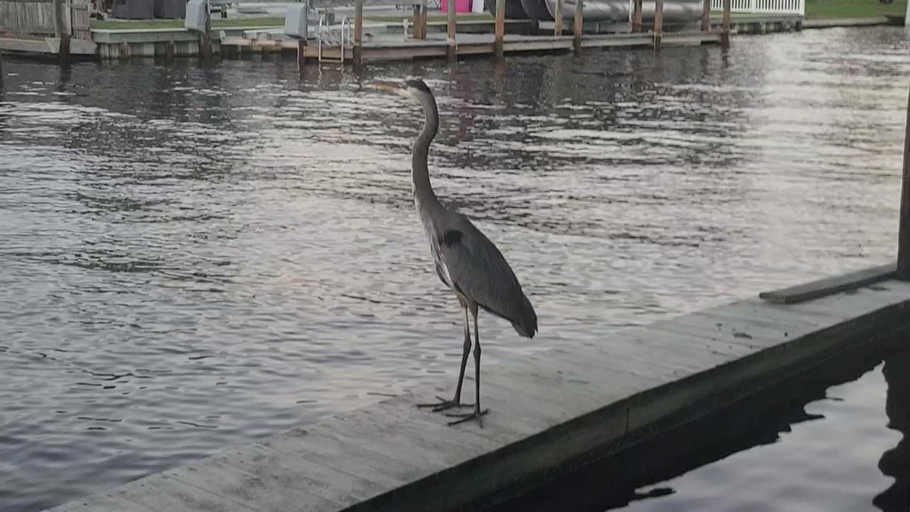 Blue Heron on Merirtt Island FL