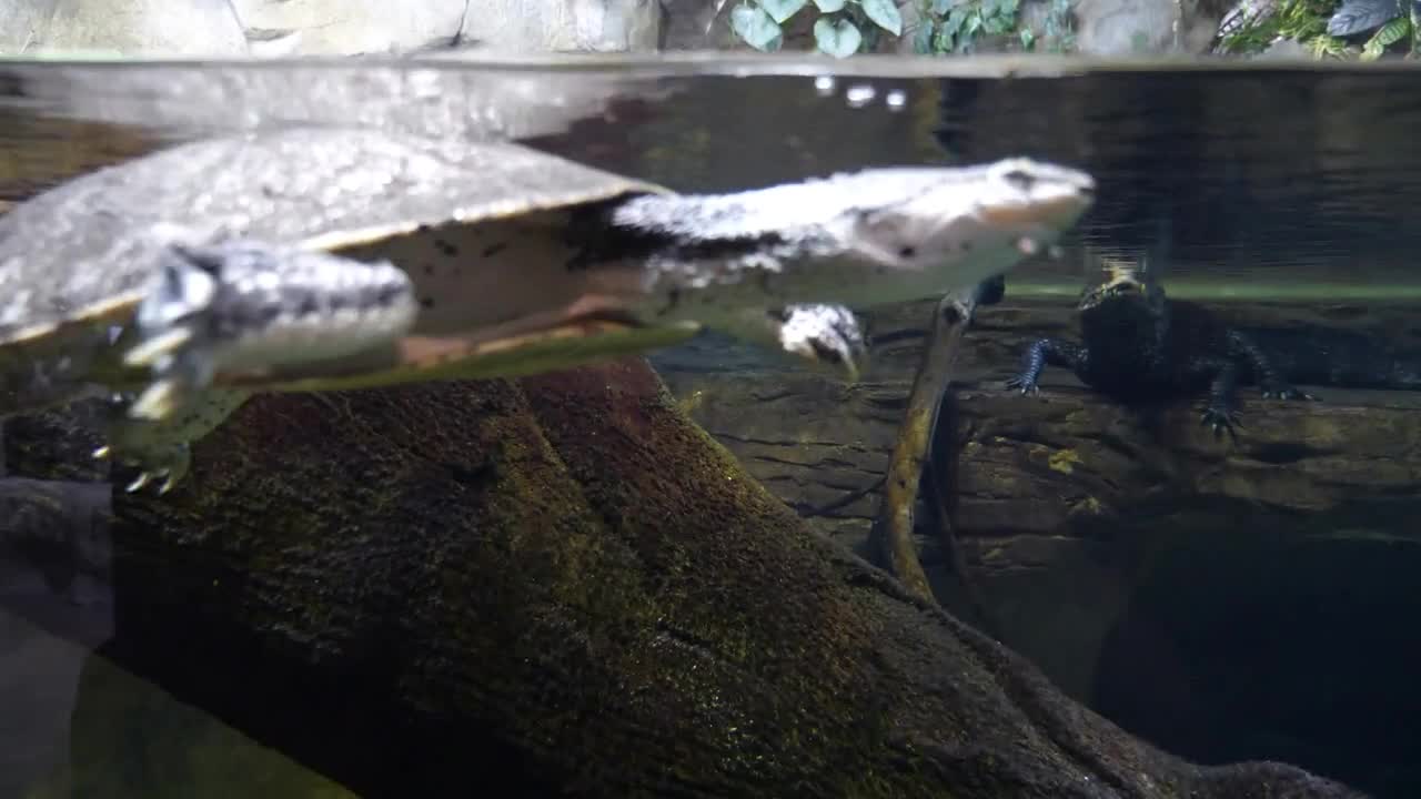 A Turtle Swimming Calmly Through The Water