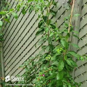 #shorts Goji Berries part 1