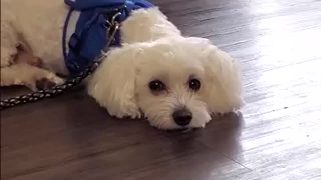 Cute Maltese Dog Enjoying AC on a Hot Summer Day
