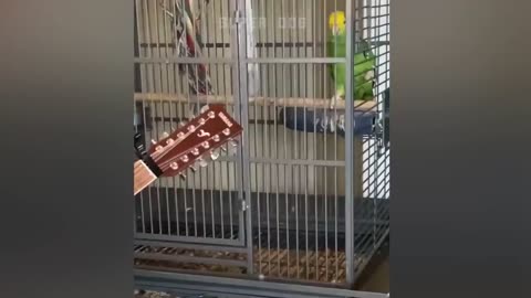 Parrot Talking Videos