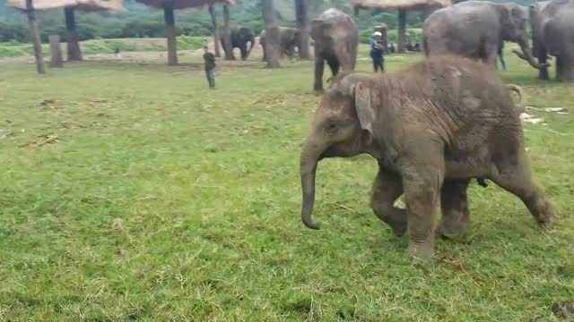 Cute baby Elephant chasing Dog