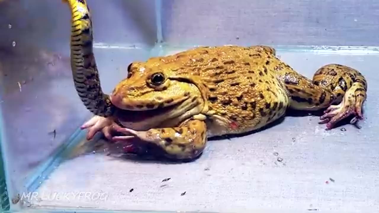 Wow!! Asian Bullfrog Tries Eats To Big Snake