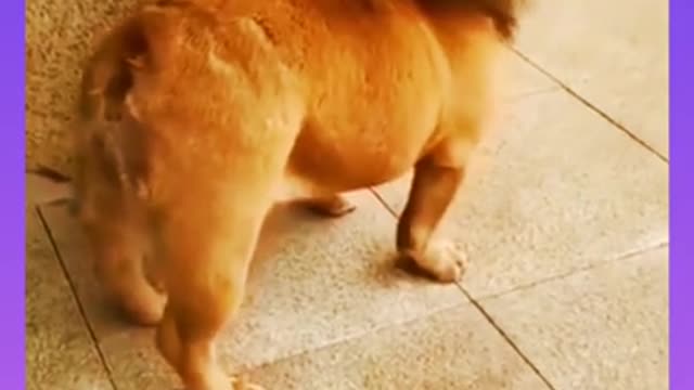 FUNNY ADORABLE VIDEO OF LION