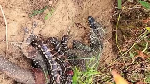 Cobra dragon attacking video interested dangerous