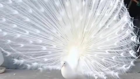 White Peacock Dance 🦚🦚