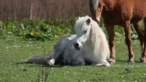 A small horse contemplates life, it's beautiful