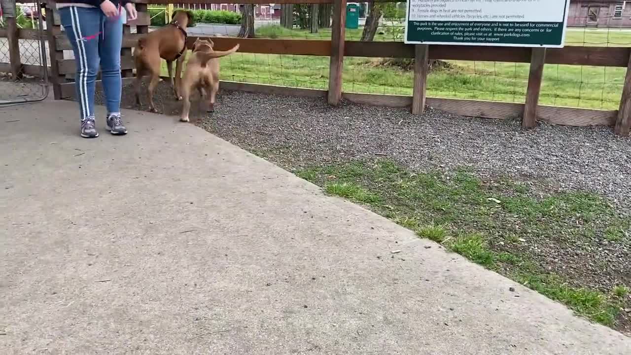 Aggressive Dog attack to the Pitbull