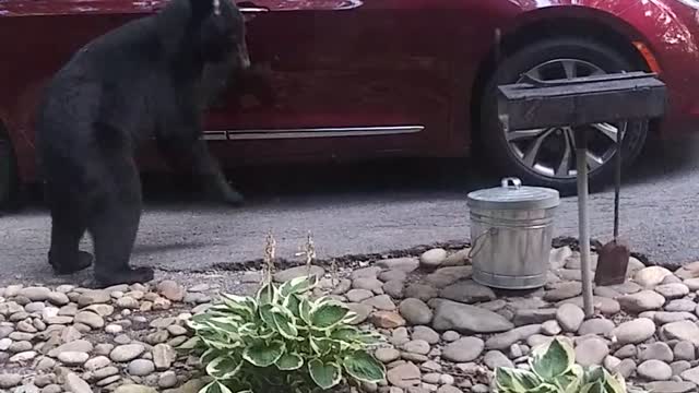 Bear Checking If Car Is Unlocked