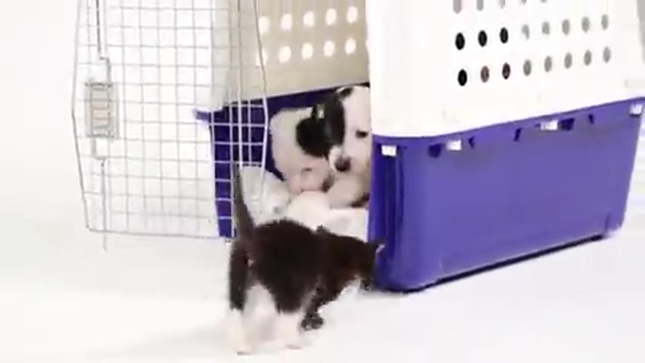 Kittens and Puppies meet for the first time