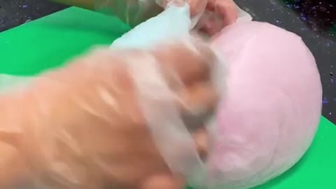 Beautiful colorful Cotton Candy Burrito with Ice Cream