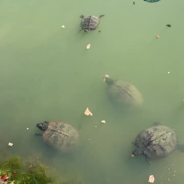 FEEDING THE TURTLES