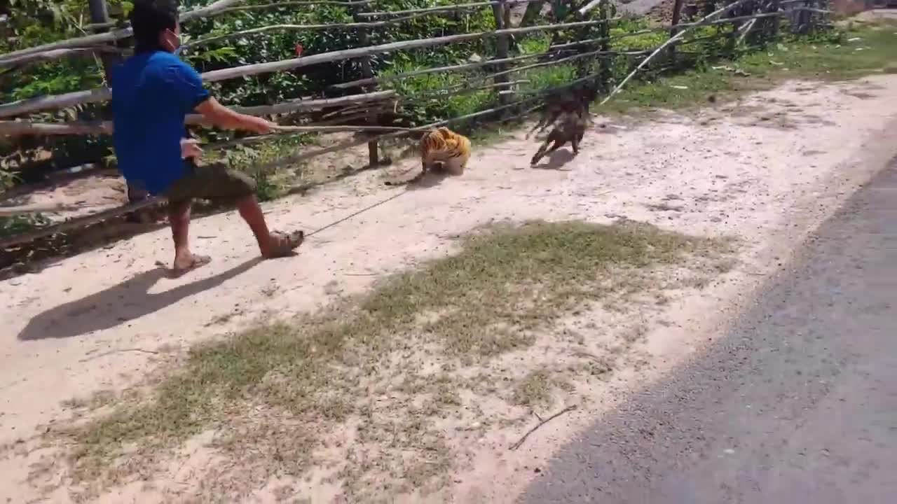 nice prank to dogs fake tiger very funny