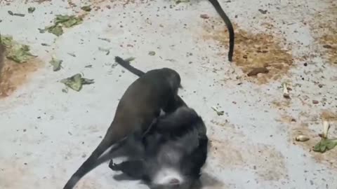 Vervet monkey looking for lice