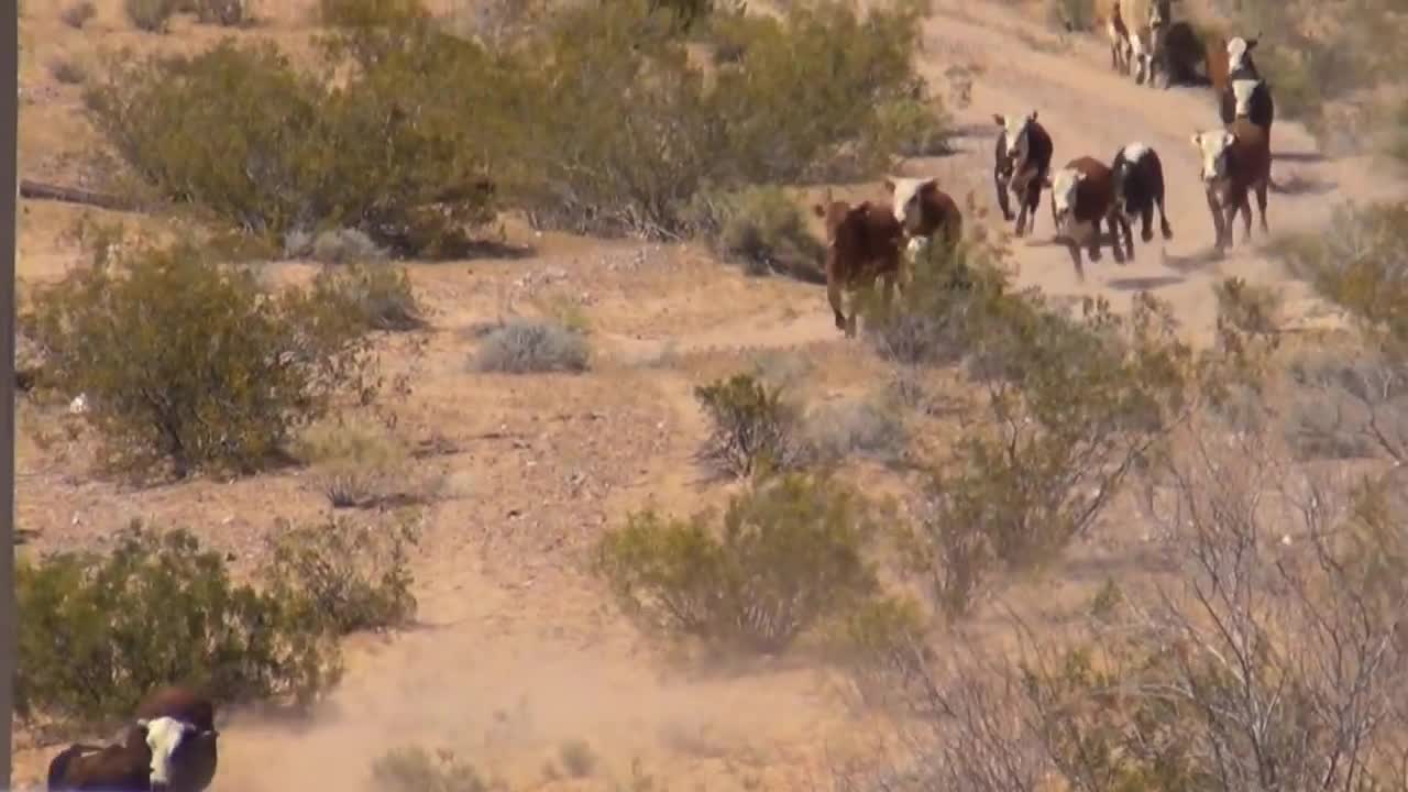 The Bundy Standoff - part 1