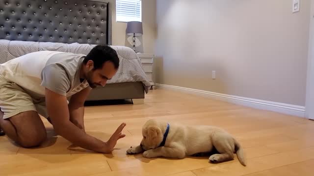 Labrador Puppy Learning & Performing Training Commands