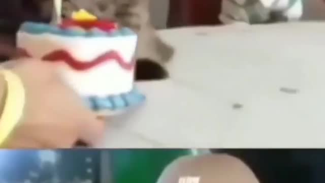 Funny cats birthday video.