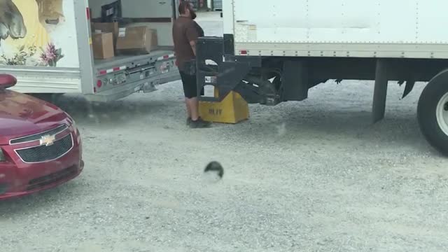 Man Carelessly Tosses Packages onto Truck