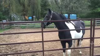 Fat Guy Races Tennessee Walker